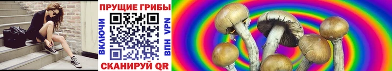 shop официальный сайт  Невельск  Псилоцибиновые грибы Psilocybine cubensis 